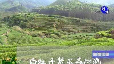 白牡丹紧压茶冲泡/2023090537494