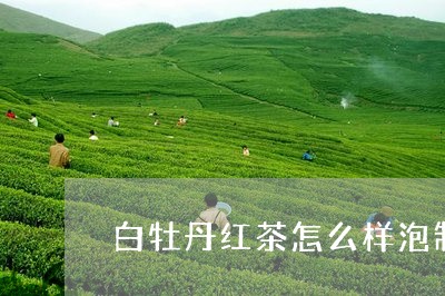 白牡丹红茶怎么样泡制的/2023092318394