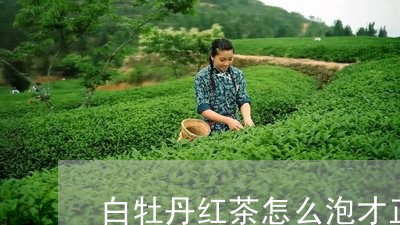 白牡丹红茶怎么泡才正确/2023092307160