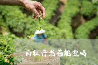 白牡丹老茶能煮吗/2023090516040