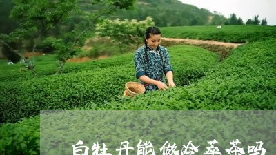 白牡丹能做冷萃茶吗/2023102802847