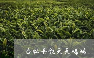 白牡丹能天天喝吗/2023090595957