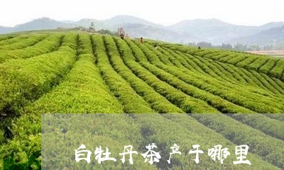 白牡丹茶产于哪里/2023090622926