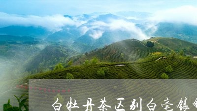 白牡丹茶区别白毫银针/2023120969381