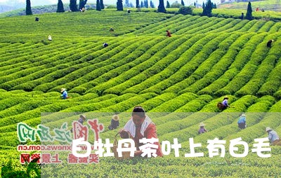 白牡丹茶叶上有白毛/2023091463936