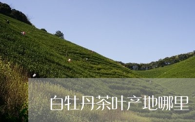 白牡丹茶叶产地哪里/2023091497473