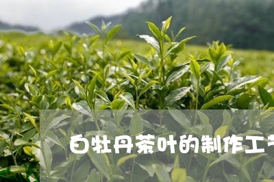 白牡丹茶叶的制作工艺/2023120980704