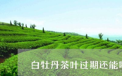 白牡丹茶叶过期还能喝吗/2023092352695