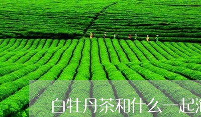 白牡丹茶和什么一起泡/2023120934049