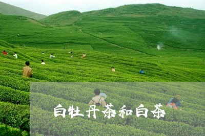 白牡丹茶和白茶/2023112386159