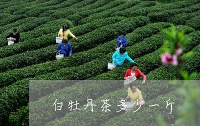 白牡丹茶多少一斤/2023090505059