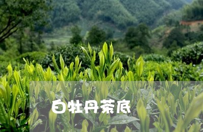 白牡丹茶底/2023082718203