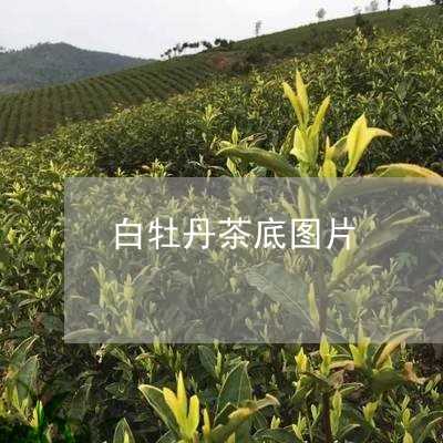 白牡丹茶底图片/2023060316472