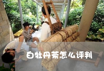 白牡丹茶怎么评判/2023090667514