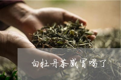 白牡丹茶感冒喝了/2023090615027