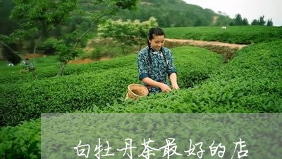 白牡丹茶最好的店/2023090571594