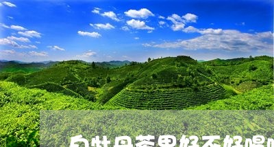 白牡丹茶果好不好喝呀/2023120974036