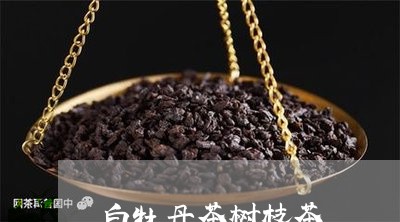 白牡丹茶树枝茶/2023112305917