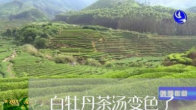 白牡丹茶汤变色了/2023090603617