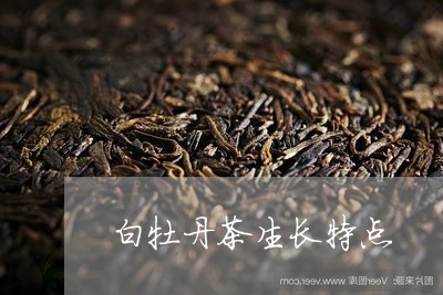 白牡丹茶生长特点/2023090628294