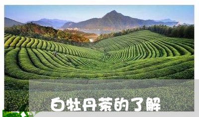 白牡丹茶的了解/2023112335027