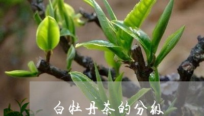 白牡丹茶的分级/2023112302706