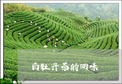 白牡丹茶的回味/2023112392613