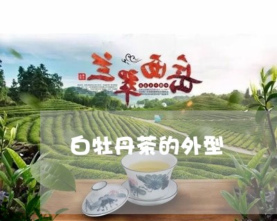 白牡丹茶的外型/2023112316157