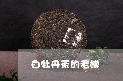 白牡丹茶的老嫩/2023112352694