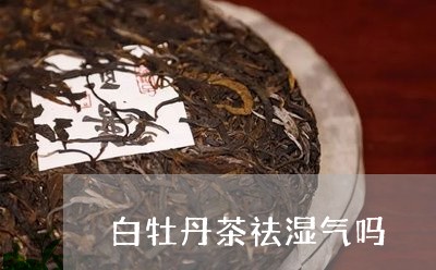 白牡丹茶祛湿气吗/2023090639480