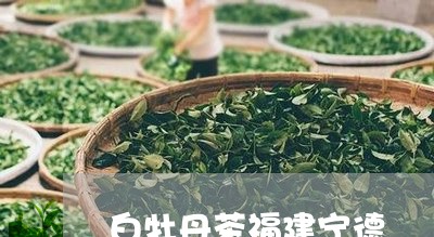 白牡丹茶福建宁德/2023090626059