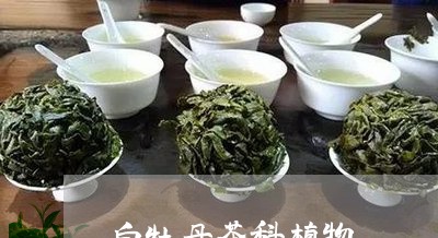 白牡丹茶科植物/2023112301714