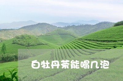 白牡丹茶能喝几泡/2023090696148