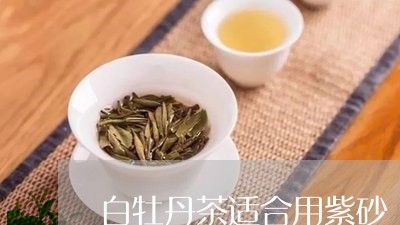 白牡丹茶适合用紫砂/2023120580793