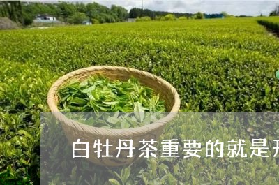 白牡丹茶重要的就是开心/2023092368273