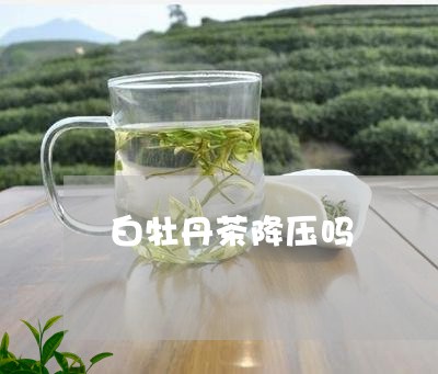 白牡丹茶降压吗/2023112358372