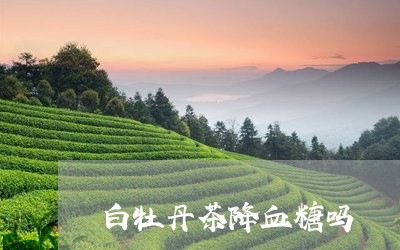 白牡丹茶降血糖吗/2023090661504