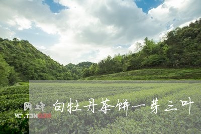 白牡丹茶饼一芽三叶/2023120590582