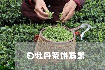 白牡丹茶饼发黑/2023060358250