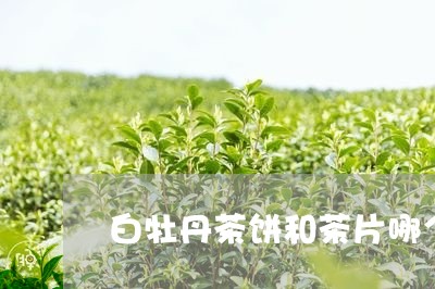 白牡丹茶饼和茶片哪个好/2023092284039