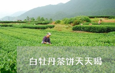 白牡丹茶饼天天喝/2023090571607