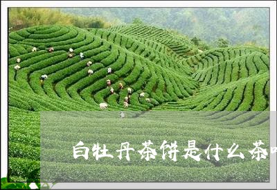 白牡丹茶饼是什么茶叶/2023120961524