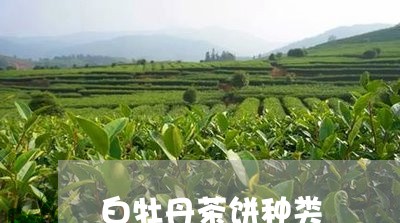 白牡丹茶饼种类/2023112369492