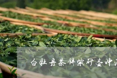 白牡丹茶饼紫砂壶冲泡/2023120989594