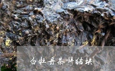 白牡丹茶饼结块/2023112391706