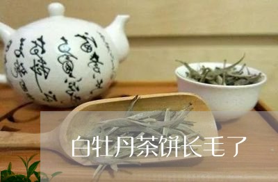 白牡丹茶饼长毛了/2023090680684