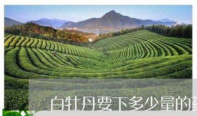 白牡丹要下多少量的药水/2023092237501