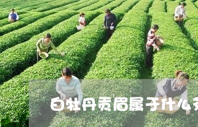 白牡丹贡眉属于什么茶/2023092103816