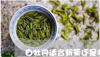 白牡丹适合新茶还是老茶/2023092318372