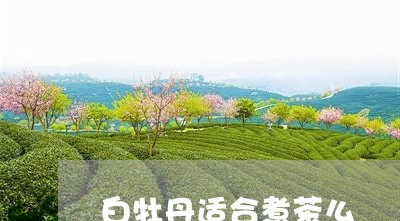 白牡丹适合煮茶么/2023090698251